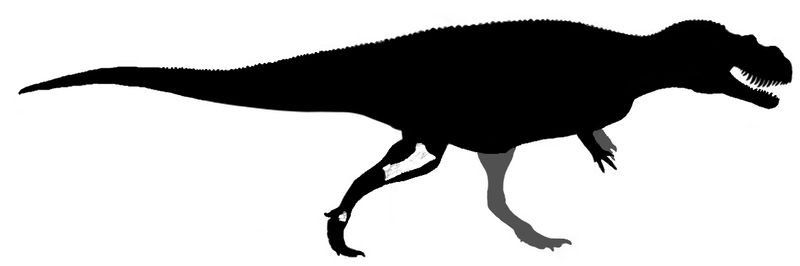 Fosterovenator — Théropodes