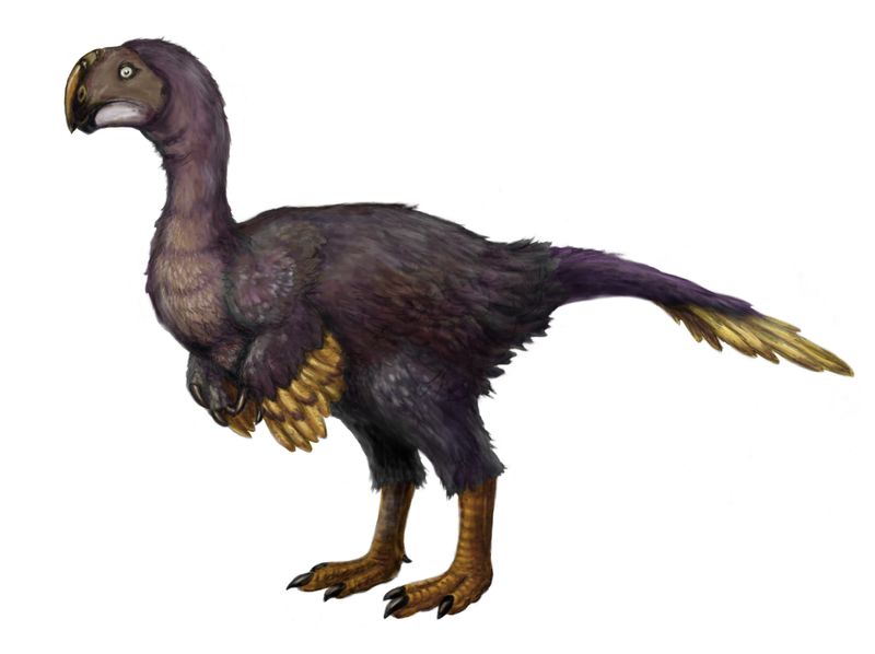 Ganzhousaurus nankangensis — Autres