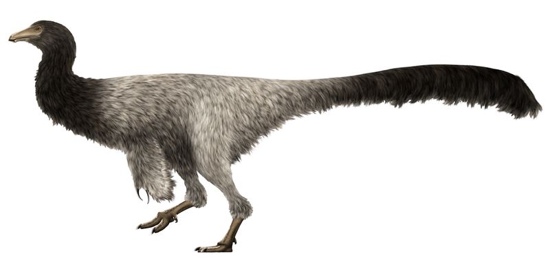 Garudimimus — Théropodes
