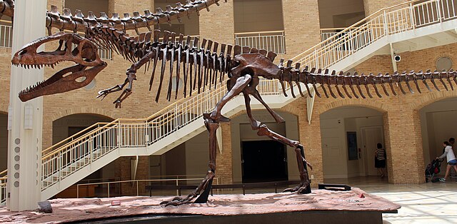 Squelette ou fossile de Giganotosaure