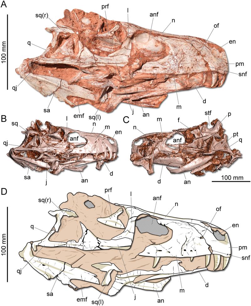 Gnathovorax — Autres saurischiens