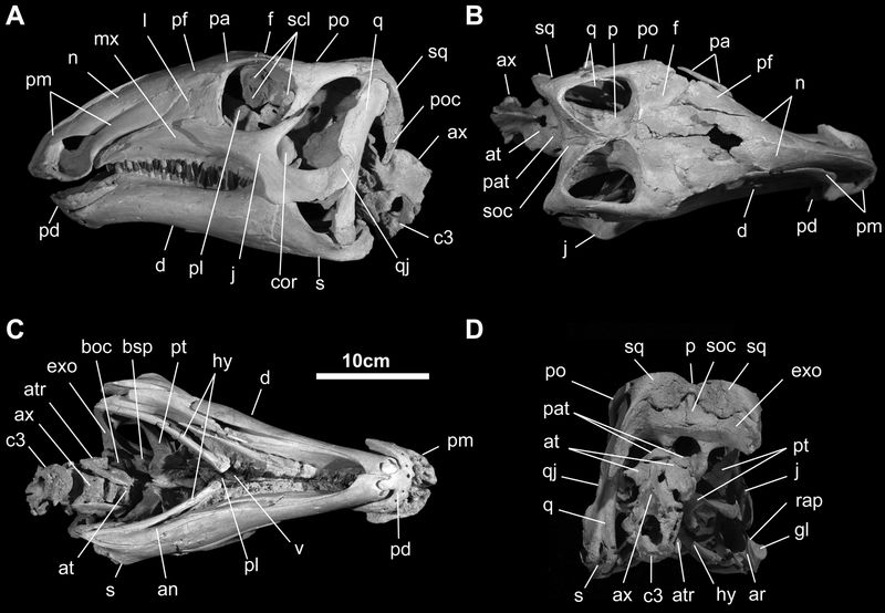 Gobihadros — Autres ornithischiens