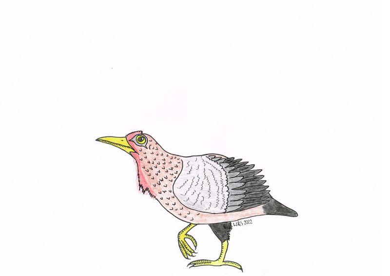 Gobipteryx — Autres