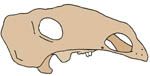 Gobisaurus — Autres ornithischiens