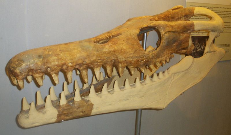 Goronyosaurus — Reptiles marins