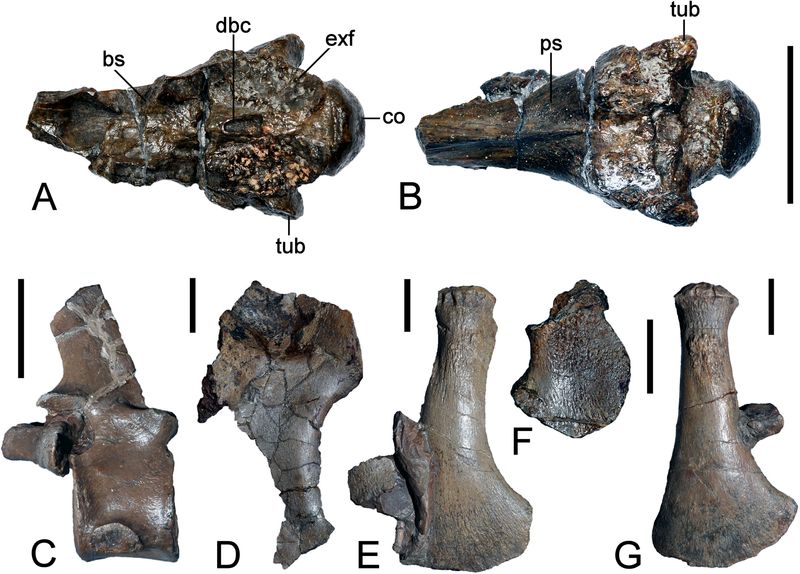 Gronausaurus — Reptiles marins