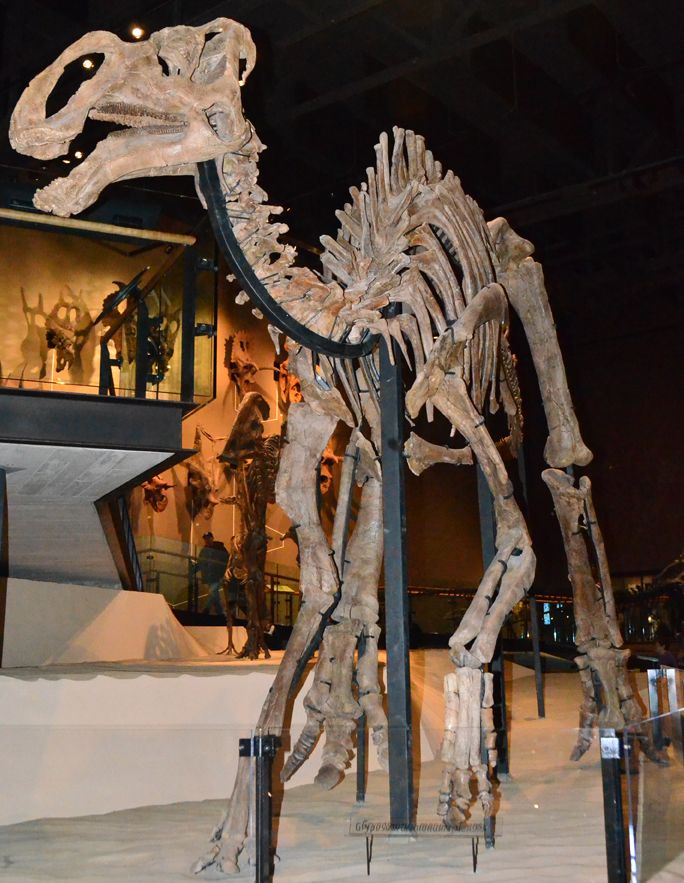 Gryposaurus monumentensis — Autres ornithischiens