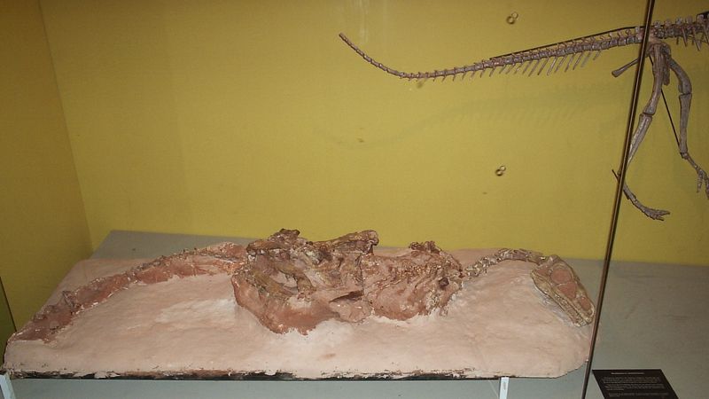 Guaibasaurus — Autres saurischiens