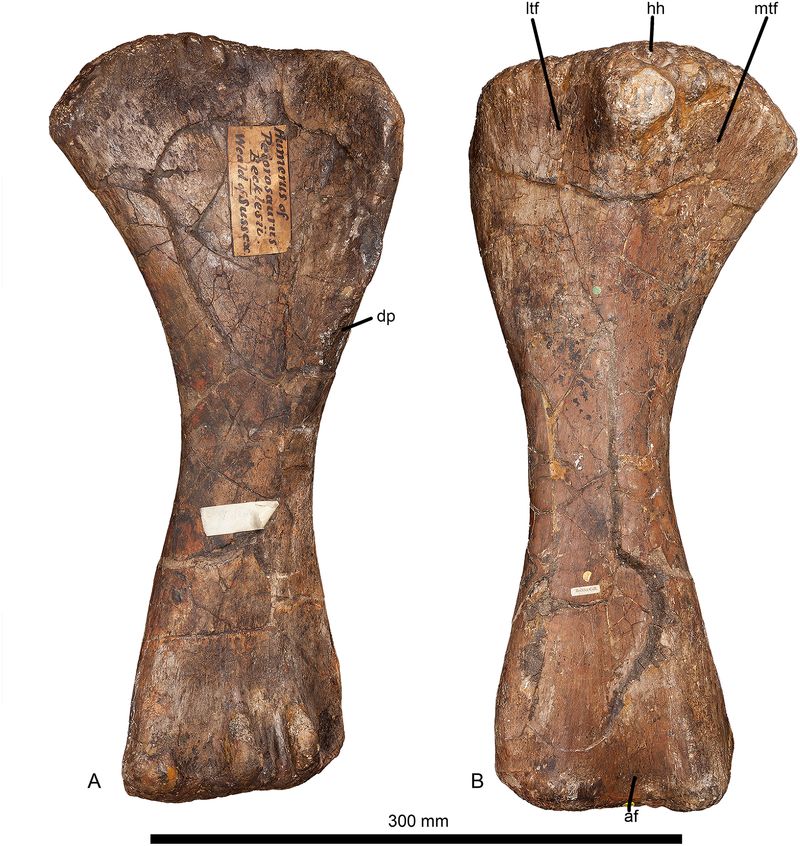 Haestasaurus becklesii — Autres saurischiens