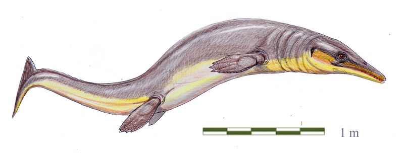 Halisaurus — Reptiles marins