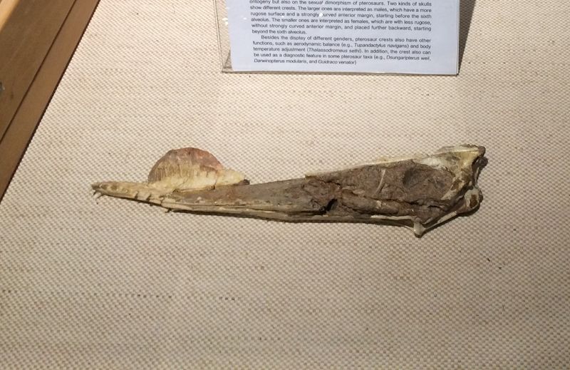 Hamipterus — Ptérosaures
