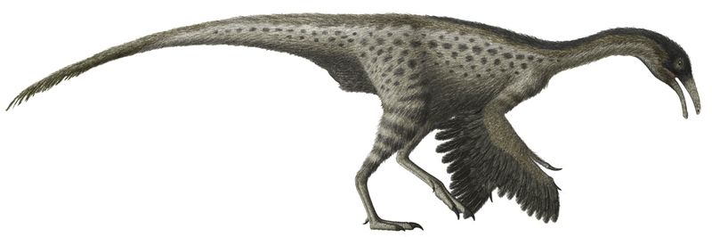 Harpymimus — Théropodes