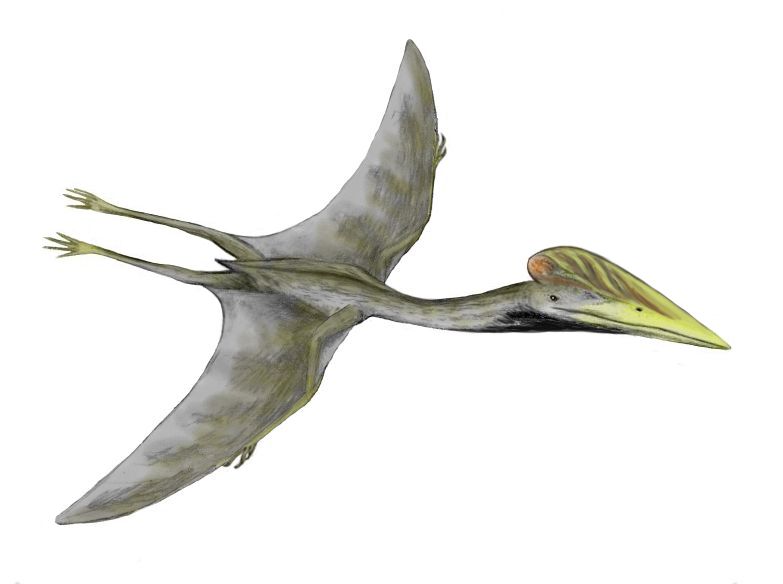 Hatzegopteryx — Ptérosaures