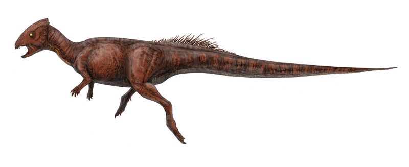 Homalocephale — Autres ornithischiens