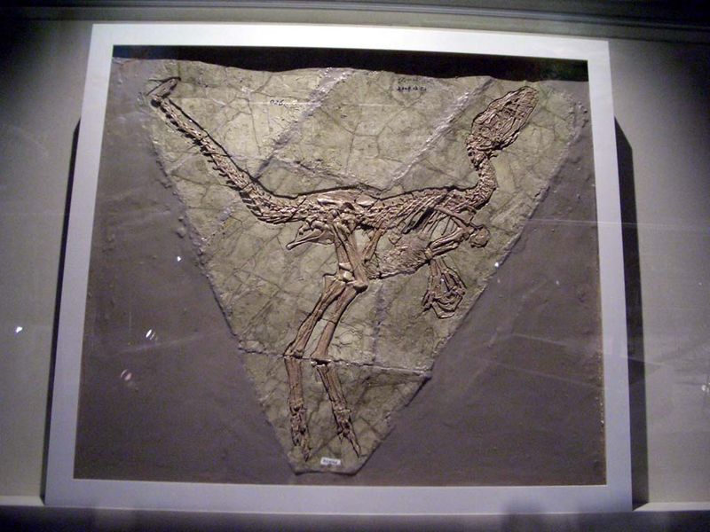 Huaxiagnathus — Théropodes