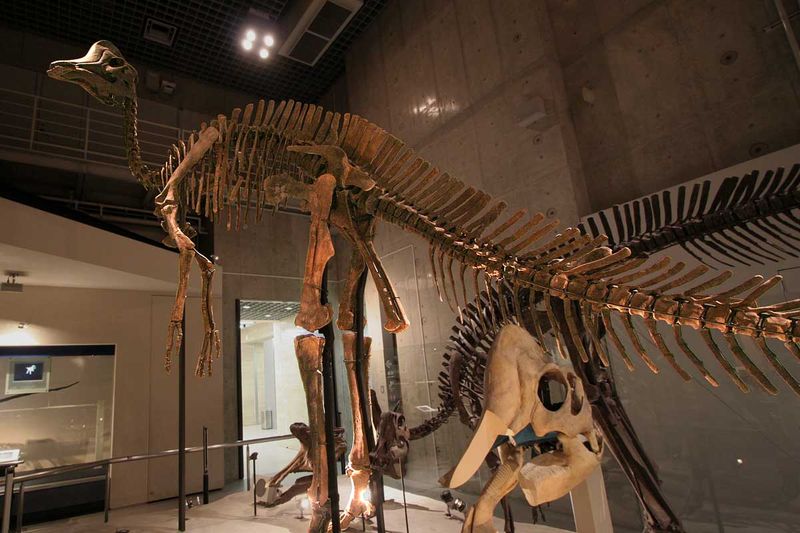 Hypacrosaurus — Autres ornithischiens