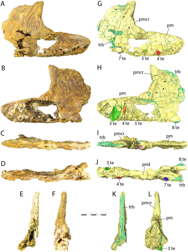 Iberodactylus — Ptérosaures