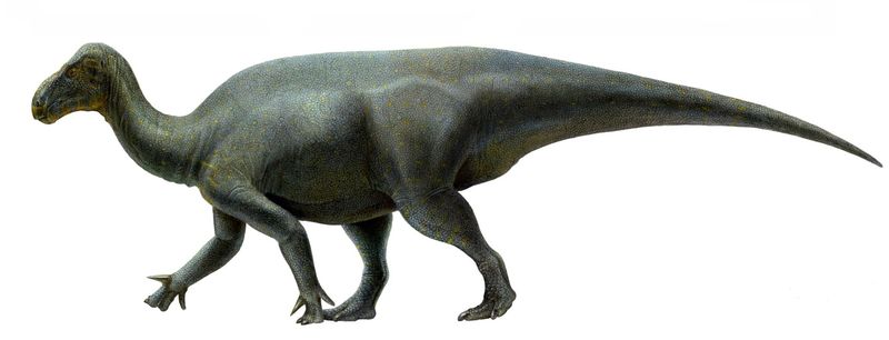 Iguanacolossus — Autres ornithischiens