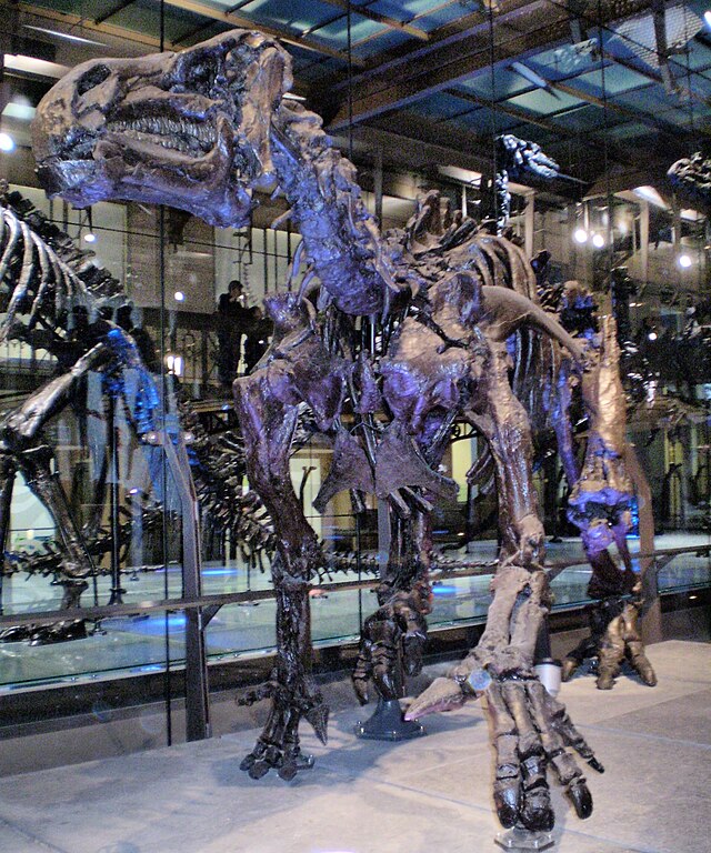 Squelette ou fossile de Iguanodon