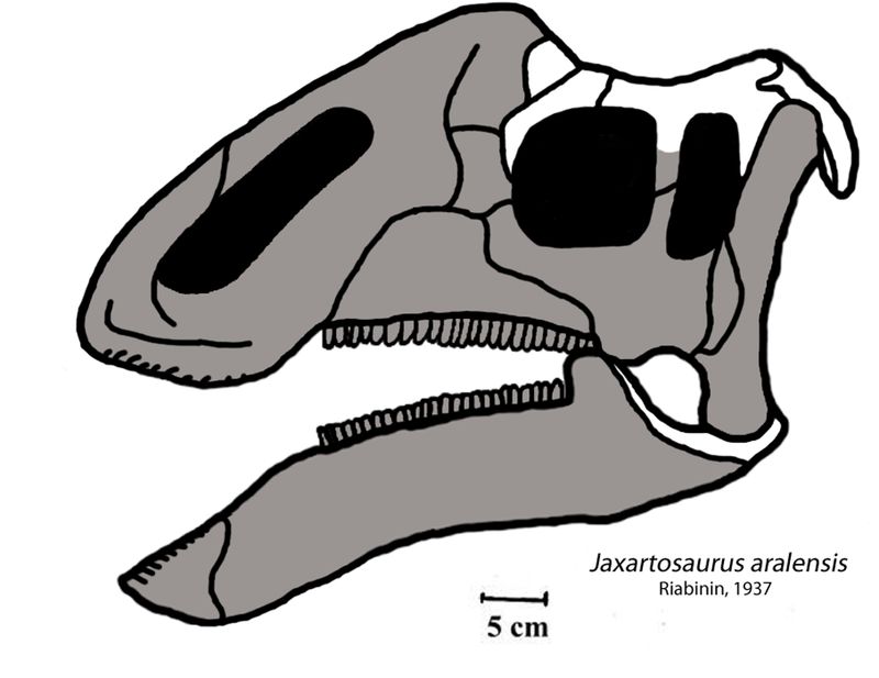 Jaxartosaurus — Autres ornithischiens