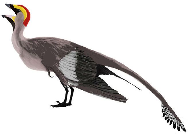 Jeholornis — Autres