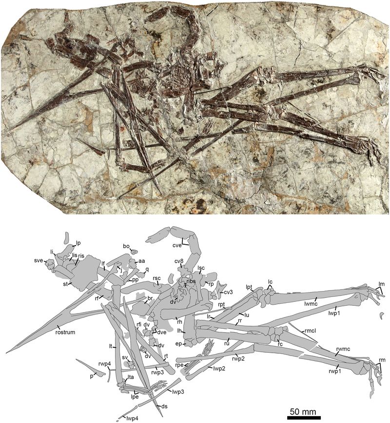 Jidapterus — Ptérosaures