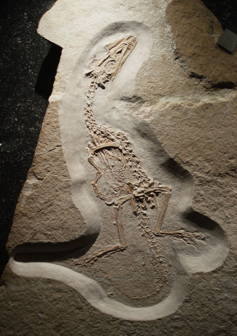 Juravenator — Théropodes
