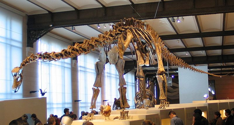 Kaatedocus — Autres saurischiens