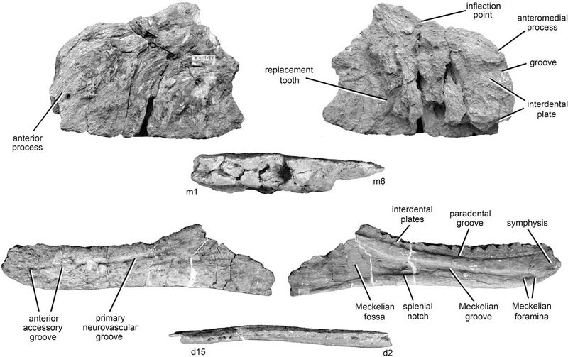 Kelmayisaurus — Théropodes