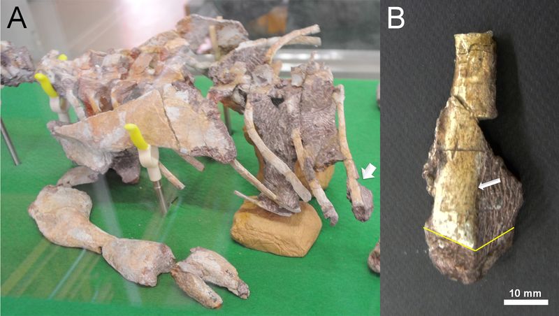 Koreanosaurus — Autres ornithischiens