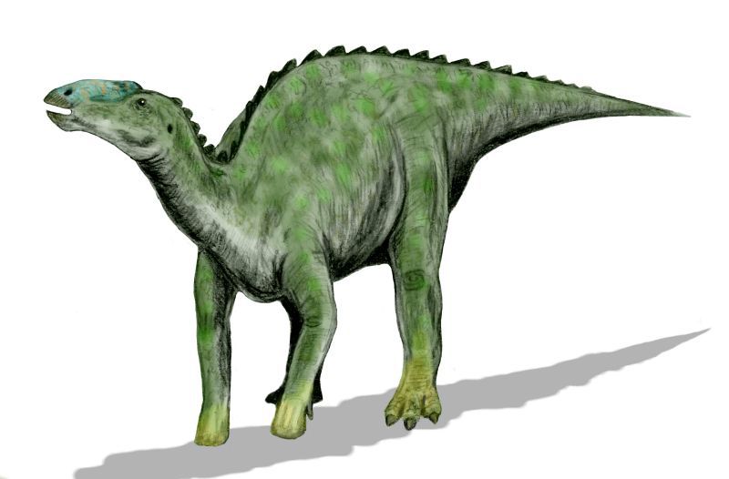 Kritosaurus — Autres ornithischiens