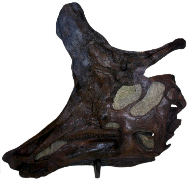 Lambeosaurus — Autres ornithischiens