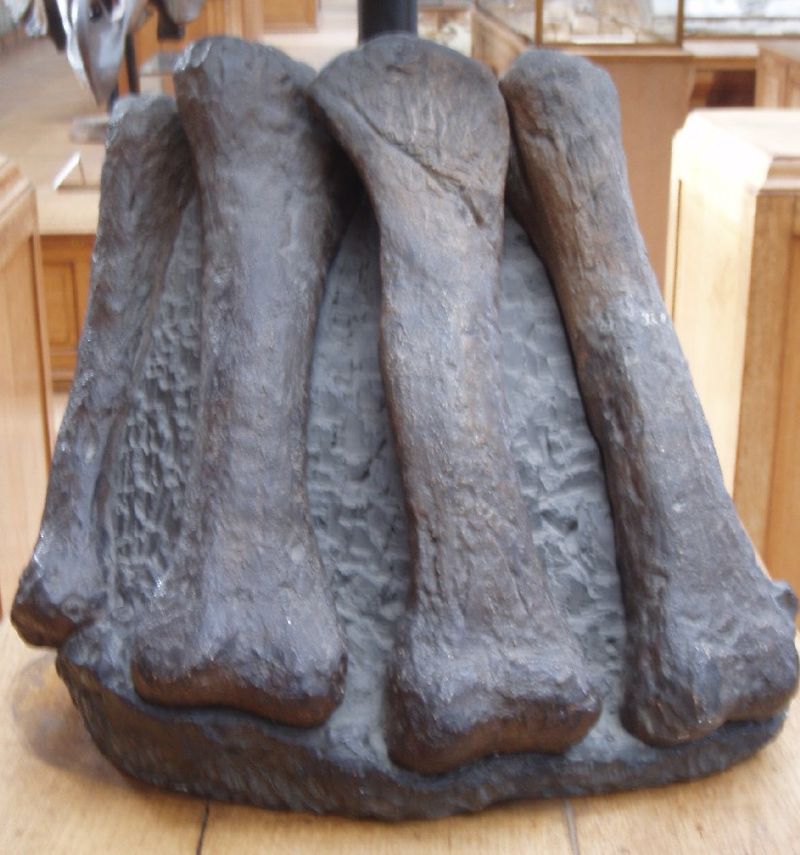 Lapparentosaurus — Autres saurischiens