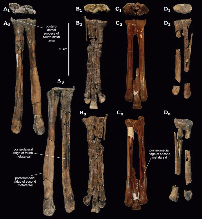 Leptorhynchos — Théropodes
