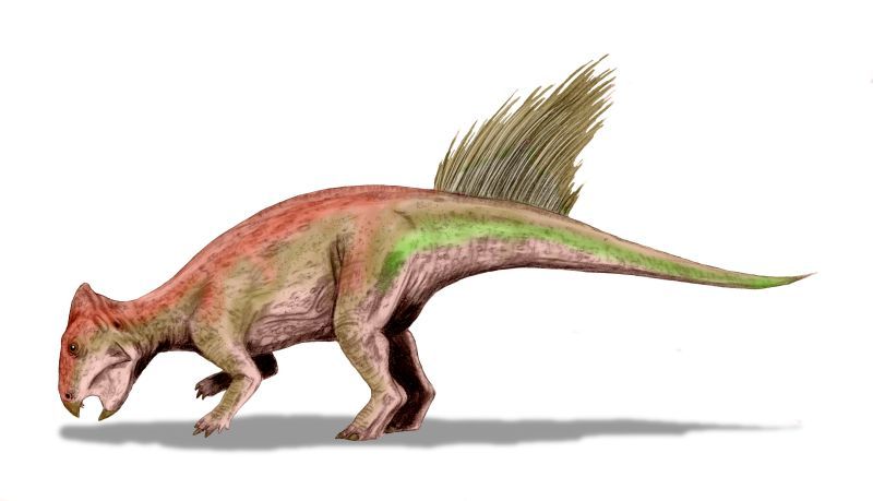 Liaoceratops — Autres ornithischiens