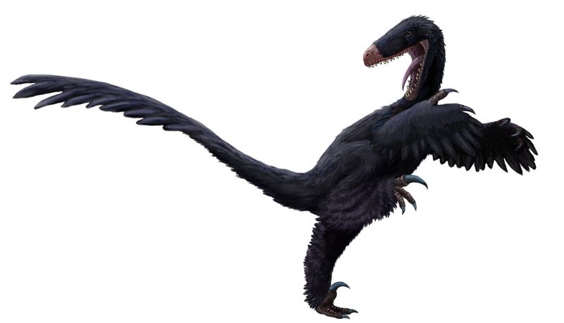 Luanchuanraptor — Théropodes