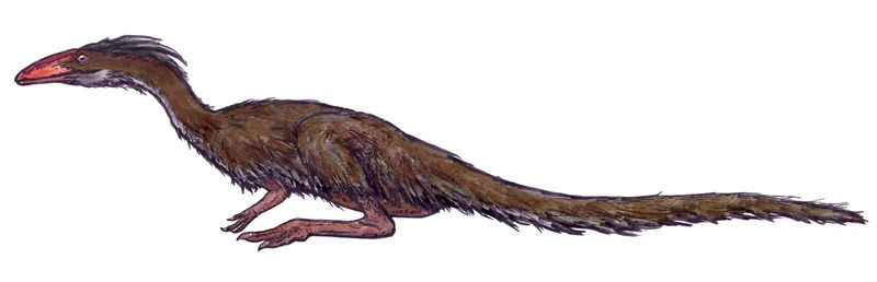 Lucianovenator — Théropodes