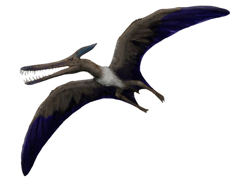 Ludodactylus — Ptérosaures