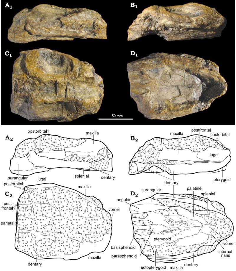 Lusonectes — Reptiles marins