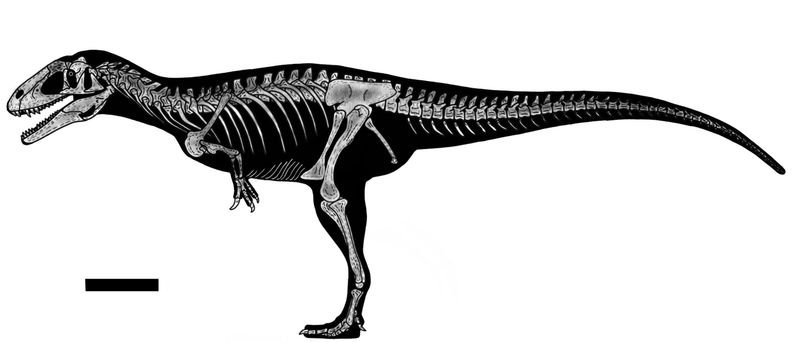 Lusovenator — Théropodes