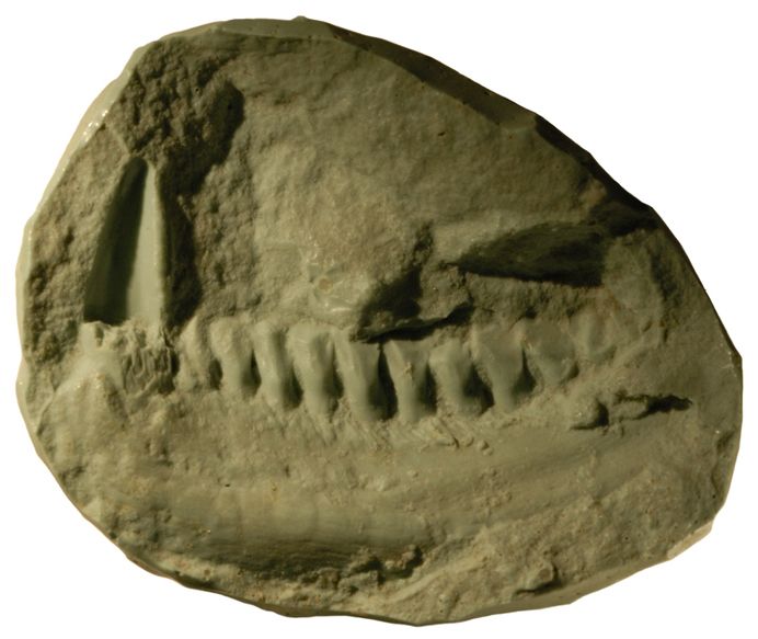 Lycorhinus — Autres ornithischiens
