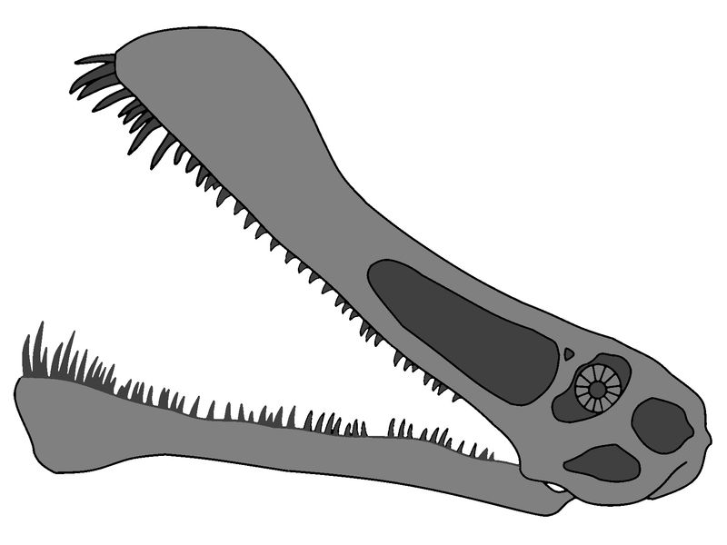 Maaradactylus — Ptérosaures