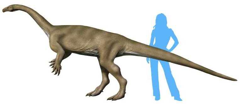 Macrocollum — Autres saurischiens