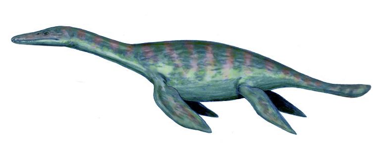 Macroplata — Reptiles marins