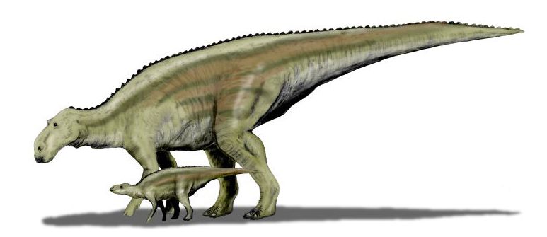 Maiasaura — Autres ornithischiens