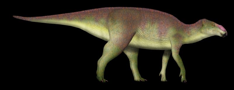 Malefica — Autres ornithischiens
