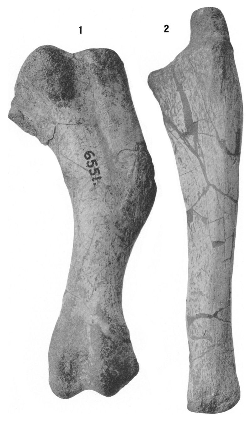 Mandschurosaurus — Autres ornithischiens