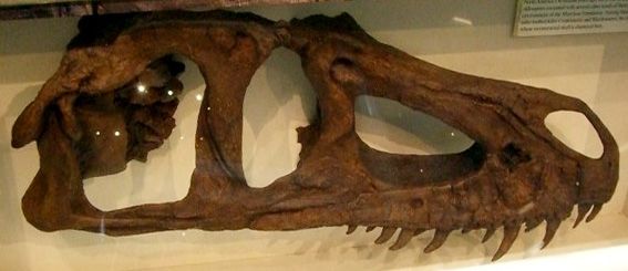 Marshosaurus — Théropodes