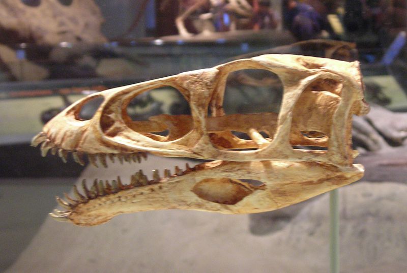 Masiakasaurus — Théropodes