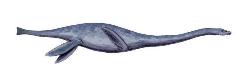 Mauisaurus — Reptiles marins